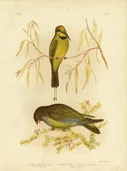 Australische bijeneter of regenboogbijeneter, 1891